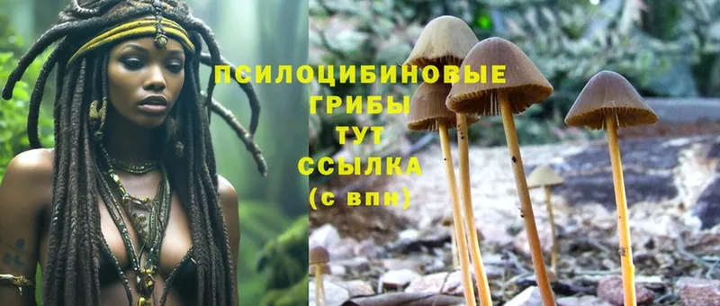 Псилоцибиновые грибы Psilocybe  купить наркоту  Волхов 